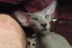 Peterbald bleu femelle, Bulsara Liam.