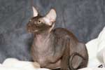 [Peterbald chocolat femelle, Etna des Touch Too Much]
