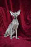 Peterbald bleu mle, Eddy Legs Tail.