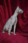 Peterbald bleu mle, Eddy Legs Tail.