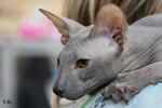 Peterbald bleu mle, Eddy Legs Tail.