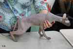 Peterbald bleu mle, Eddy Legs Tail.