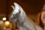 [Peterbald chocolat mle, Ideal Cat VIP]