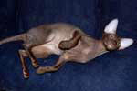 [Peterbald chocolat mle, Ideal Cat VIP]