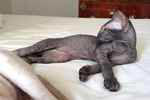 Peterbald noir mle, Mr. Mercury.