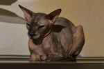 Peterbald black tortie, A'Chanel de Mauntiful.