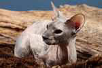 Peterbald black tortie, A'Chanel de Mauntiful.