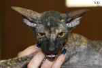 Peterbald black tortie, Hakino des Masques d'Orient.