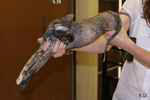 Peterbald black tortie, Hakino des Masques d'Orient.