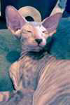 Peterbald femelle chocolat tabby, Eva Feolent.