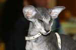 [Peterbald black silver spotted tabby mle, Habanita Nacked Anatole]