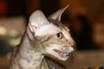 [Peterbald chocolat spotted tabby, Jizel Nevskya Dinastya]