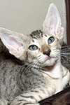 [Peterbald brown spotted tabby, Paparazzi de Zabokou]