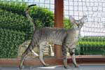 [Peterbald brown spotted tabby brush mle, Paparazzi de Zabokou]