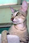 [Peterbald brown spotted tabby brush mle, Paparazzi de Zabokou]