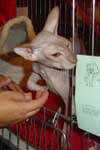 [Peterbald chocolat spotted tabbymle, Pharao's Heart Uadzsat]