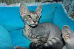 [Peterbald bleu tabby mle, Ulysse de Zabokou]