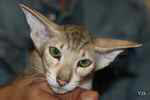 Peterbald chocolat blotched tabby femelle, Wait and See Nana.