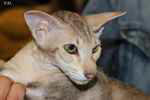 Peterbald chocolat blotched tabby femelle, Wait and See Nana.