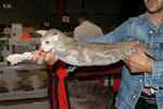 Peterbald chocolat blotched tabby femelle, Wait and See Nana.