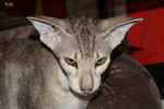 Peterbald chocolat blotched tabby femelle, Wait and See Nana.