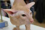 Peterbald red tabby mle, Ektor Azy of Marazy Cristal.