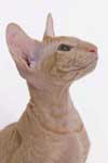 Peterbald red spotted tabby mle, Ernest du Soleil Noir