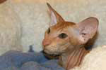 [Peterbald red spotted tabby mle, Ernest du Soleil Noir]