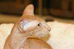 Peterbald red spotted tabby mle, Ernest du Soleil Noir