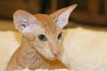 Peterbald red spotted tabby mle, Ernest du Soleil Noir