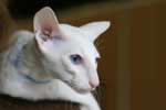 Oriental blanc yeux bleus mle, Feijao du Lion de Cunha