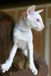 Feijao du Lion de Cunha, Orienta mlel blanc yeux bleus 