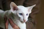 Ferroe du Lion de Cunha, Orienta mlel blanc yeux bleus 