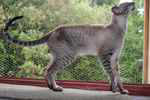 Siamois seal tabby point, Calenacat's X Man.