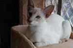 Siamoise cinnamon silver tabby point, Hanya des Temples d'Orient.