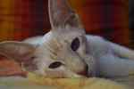 Siamoise cinnamon silver tabby point, Hanya des Temples d'Orient.