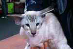 Siamoise seal tabby point, Sweet Cats Anmone.