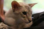 Siamois bleu tortie tabby point femell, Hello Kiddy of Noah's Ark