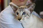 Siamois seal silver tabby point mle, Furendo Og Island Snagerdi