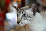 Siamois seal silver tabby point mle, Furendo Og Island Snagerdi