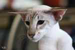 Siamois seal silver tabby point mle, Ventiquattromila Baci of Black Lotus.