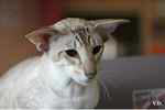 Siamois seal silver tabby point, Ventiquattromila Baci of Black Lotus.