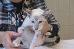 Siamois seal tabby et blanc femelle, Fidjie du Quai des Cygnes