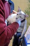 Siamois seal tabby pointet blanc femelle, Fidjie du Quai des Cygnes