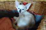 Siamoise seal tortie et blanc, Lyanna des Clos Lucile.