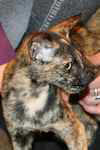 Oriental black tortie, Hevea des Clos Lucile.