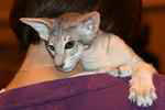 Oriental bleu spotted tabby mâle, How High du Gabelou.