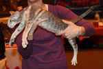 Oriental bleu spotted tabby mâle, How High du Gabelou.