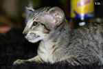 Oriental brown spotted tabby, Leeroy des Motards en Délire.