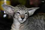 Oriental brown spotted tabby, Leeroy des Motards en Dlire.